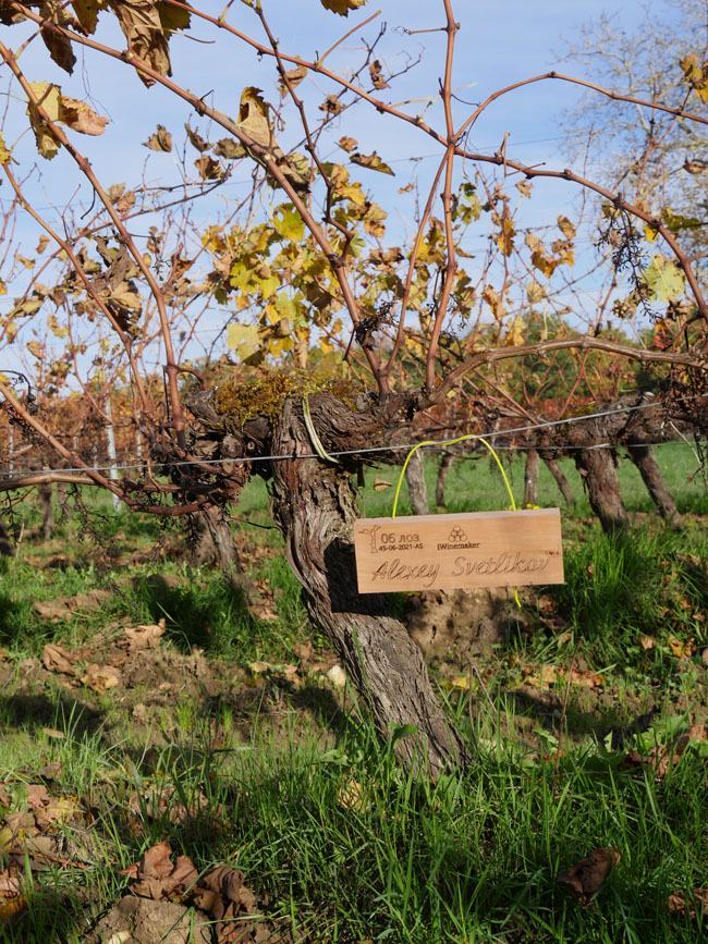 Виноградник на урожай